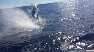 1100lb Blue Marlin Fishing GOLD COAST [upl. by Erdeid]