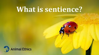 What is sentience [upl. by Boelter984]