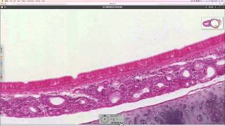 Histology of the Respiratory System part 1 [upl. by Aimat]