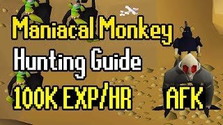 Maniacal Monkey Hunting Guide  AFK Hunter Method  100K ExpHr [upl. by Attehcnoc837]