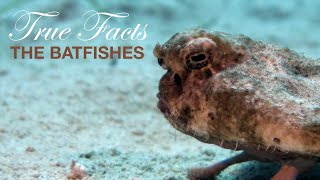 True Facts BatFishes [upl. by Jess]