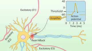 Summation of Postsynaptic Potentials [upl. by Jenelle]