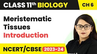 Meristematic Tissues  Introduction  Anatomy of Flowering Plants I Class 11 Biology [upl. by Ravens]