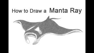 How to Draw a Manta Ray [upl. by Nadbus]