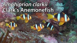 Clarks Anemonefish Amphiprion clarkii Stock Footage  HDV 108050i [upl. by Legge]