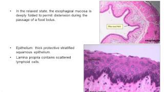 Upper gastrointestinal histology [upl. by Aneladgam]