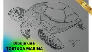 ¿Como dibujar una TORTUGA MARINA   How to draw a SEA TURTLE [upl. by Barrus821]