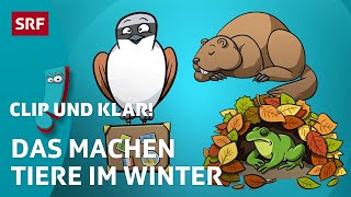 Was machen Tiere im Winter  SRF Kids – Clip und klar  Für Kinder erklärt [upl. by Halli]