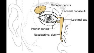 Orbital anatomy tutorial [upl. by Meuser]