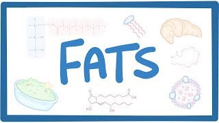 Fats  biochemistry [upl. by Harris]