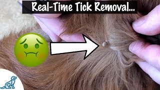 How To Take A Tick Off Your Dog  Professional Dog Training Tips [upl. by Tito]