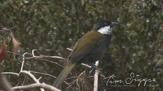 Eastern Whipbird call Psophodes olivaceus HD Video clip 12 Tim Siggs ABVC [upl. by Yreffej]