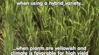 3 Tillering and Panicle Initiation Tales of Ryza  The ABCs of proper nutrition for rice plants [upl. by Raquela355]