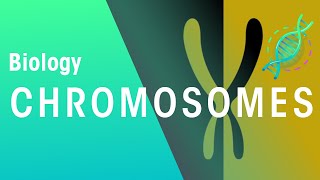 What Are Chromosomes  Genetics  Biology  FuseSchool [upl. by Tera]