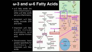 PUFAs Polyunsaturated Fatty Acid Metabolism DHA EPA AA [upl. by Anerres]