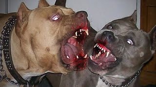 TOP 5 VIDEOS DE PELEAS DE PERROS CAPTADO EN CAMARA [upl. by Marylee]