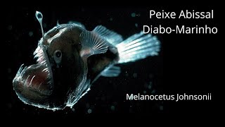 Curiosidades sobre o Peixe DiaboNegroMarinho  Melanocetus Johnsonii [upl. by Mungo]