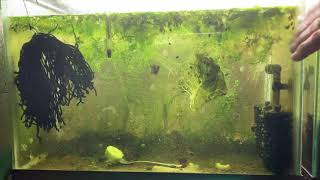 Scuds Daphnia Cherry Shrimp Copepods My aquatic food culture [upl. by Vance]