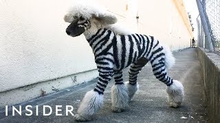 Salon Grooms Pets To Look Like Wild Animals [upl. by Aiblis]