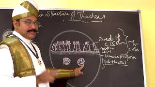 Histology Of Trachea [upl. by Witherspoon]