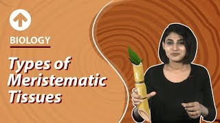 Types of Meristematic Tissues  Structural Organisation In Plants  Biology  Class 9 [upl. by Bran642]