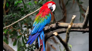 Noisy Red And Green Macaws [upl. by Biondo479]