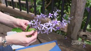 How to Collect a Herbarium Specimen and Tissue Sample [upl. by Chemar]