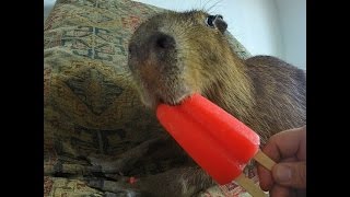 Capybara eating an Ice Pop [upl. by Nuarb]