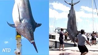 Massive 1433Pound 650kg Black Marlin Caught off Australia Coast [upl. by Eniala]