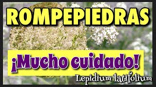 🌿 LEPIDIUM LATIFOLIUM 🍂 ROMPEPIEDRAS  7 BENEFICIOS y forma de tomarlo [upl. by Karie449]