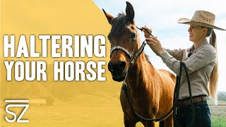 How to Approach amp Halter Your Horse [upl. by Jari614]