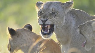 Wildlife  Lion Pride Wild Documentary 2020 Nat Geo HD 1080p [upl. by Meurer769]