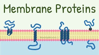 Membrane Proteins  DONT MISS the FUNCTIONS at 418 [upl. by Anilyx]