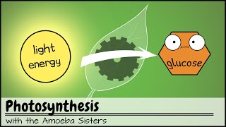 Photosynthesis UPDATED [upl. by Whallon]