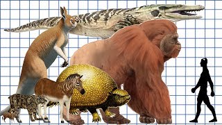 Cenozoic Beast A size comparison [upl. by Ecirp]