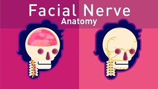 Complete Facial Nerve Anatomy [upl. by Zelle]