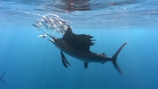 Sailfish  JONATHAN BIRDS BLUE WORLD [upl. by Alyahsat]