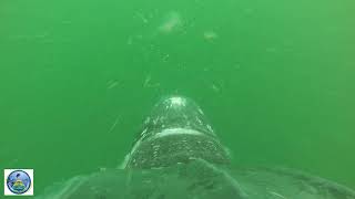 Leatherback Sea Turtle Feeding on Jellies [upl. by Lemkul]