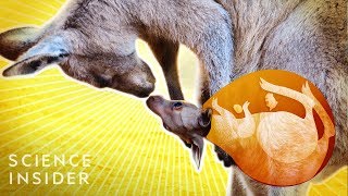 What’s Inside A Kangaroo’s Pouch [upl. by Aderf]