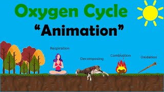 OXYGEN CYCLE  Biology Animation [upl. by Lleddaw153]