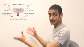 GlucoNeogenesis Part 1 شرح بالعربي [upl. by Eninnaj]