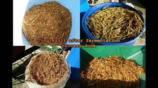 Rice Straw Silage Production in Brunei Darussalam [upl. by Adidnere]