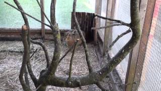 Brown Hare meets rabbit  interesting encounter [upl. by Odraccir372]