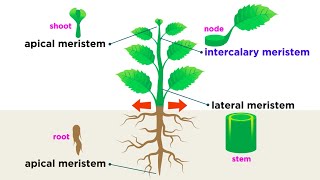 Types of Plant Cells [upl. by Ayerim869]