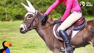 Donkey Loves Jumping With Her Mom  The Dodo [upl. by Rilda]