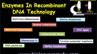 Enzymes used in rDNA Technology or Recombinant DNA Technology [upl. by Artsa]