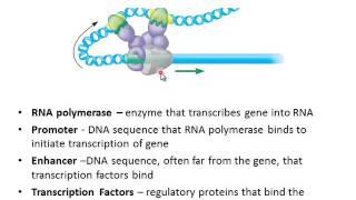 Eukaryotic Gene Regulation [upl. by Comfort226]