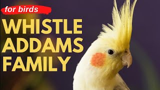 ADDAMS FAMILY WHISTLE  Cockatiel Singing Training  Bird Whistling Practice [upl. by Enelehs468]