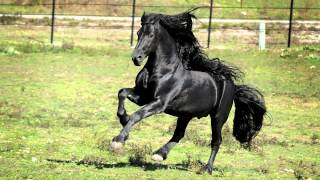 WORLD FAMOUS FRIESIAN STALLION [upl. by Caressa]