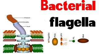 Bacterial flagella  structure and motility [upl. by Boland988]